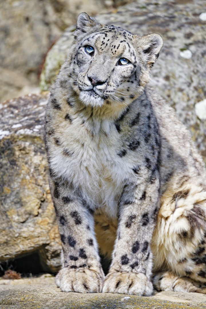 snow leopard
