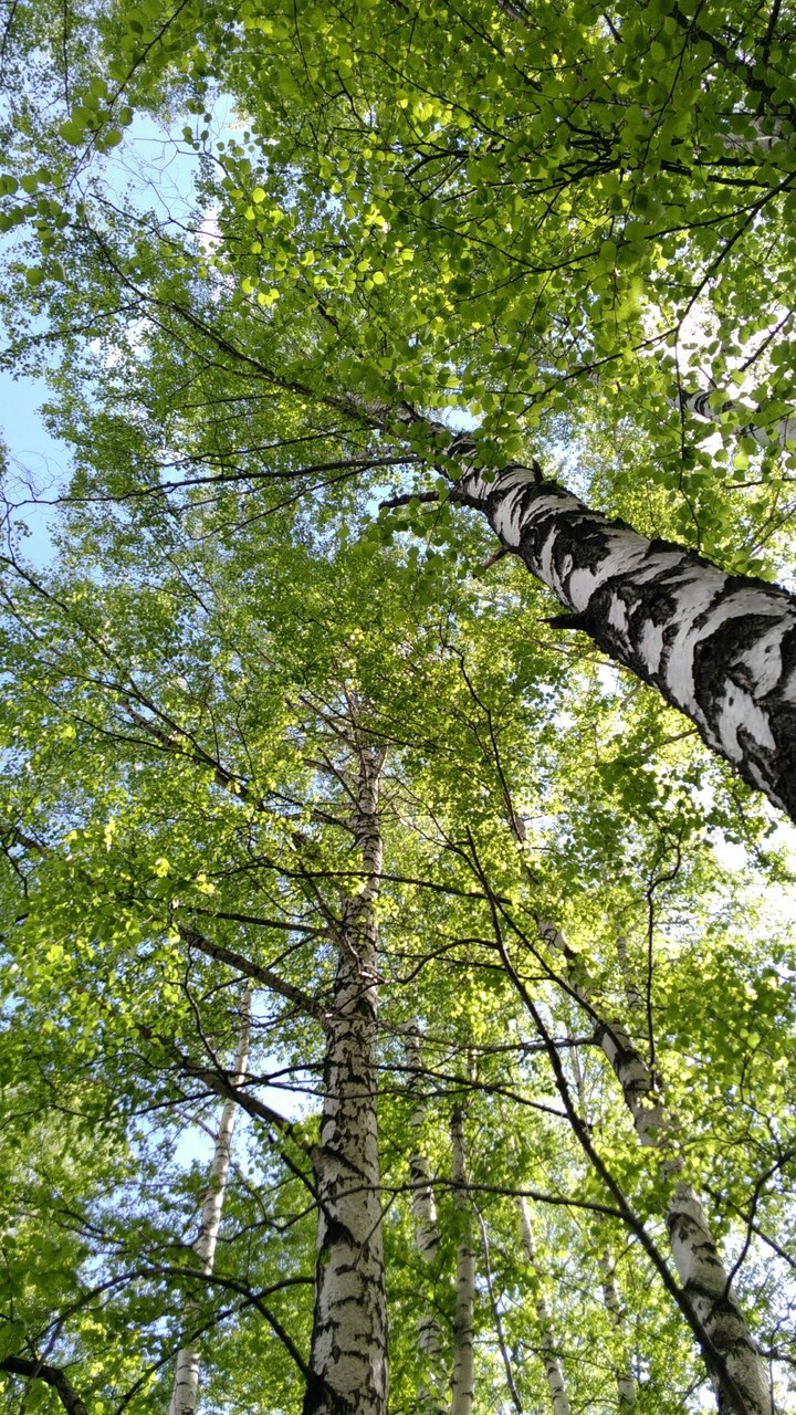 tree