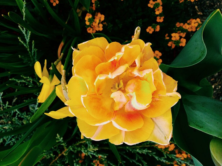 Spring Flowers