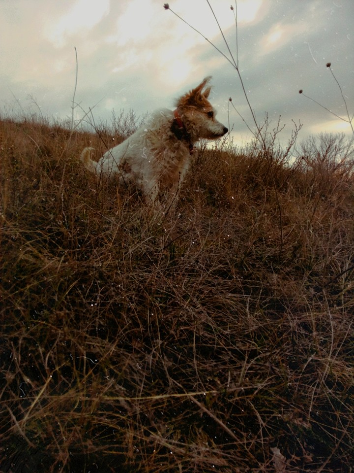 Guard of Wasteland