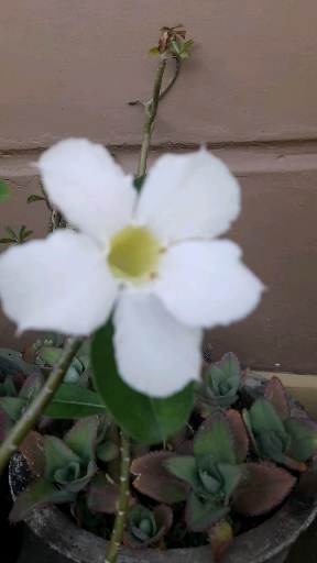 It's Summer Flower