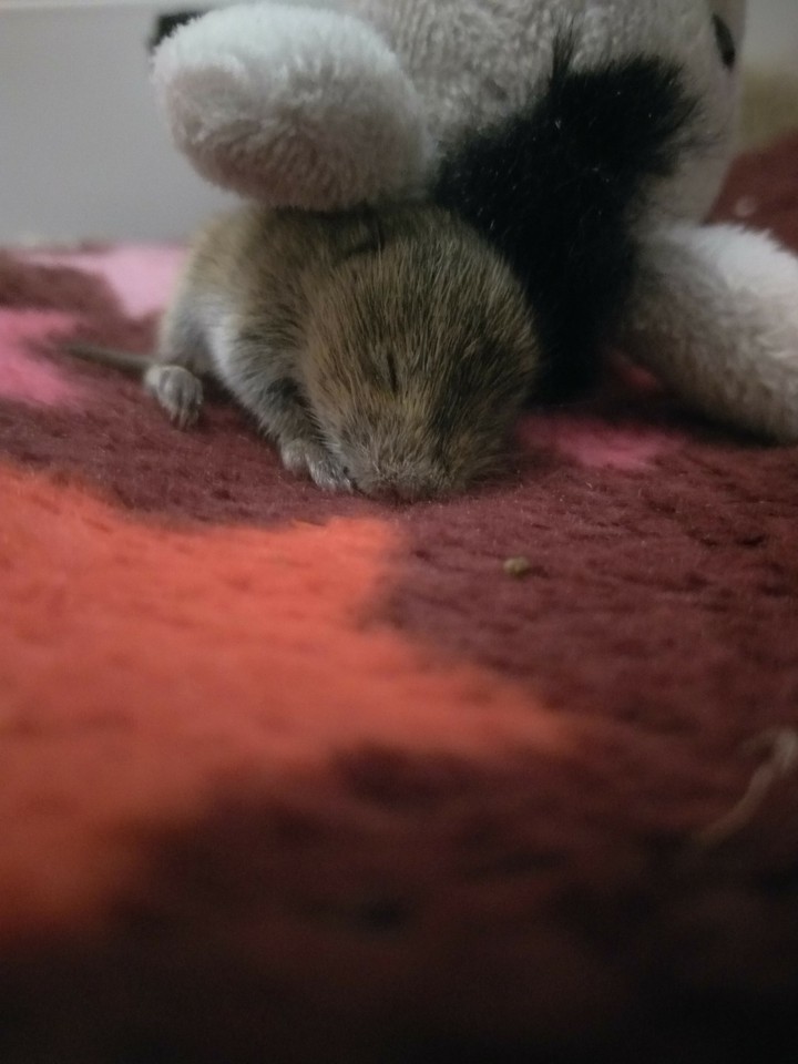 hope baby maus