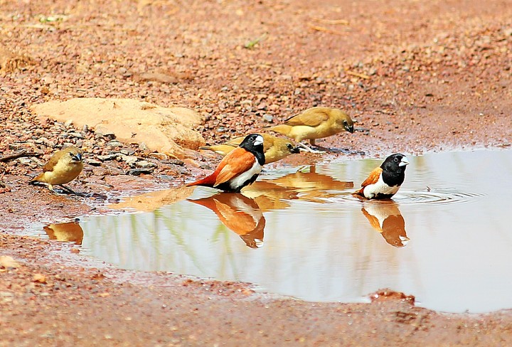 birds