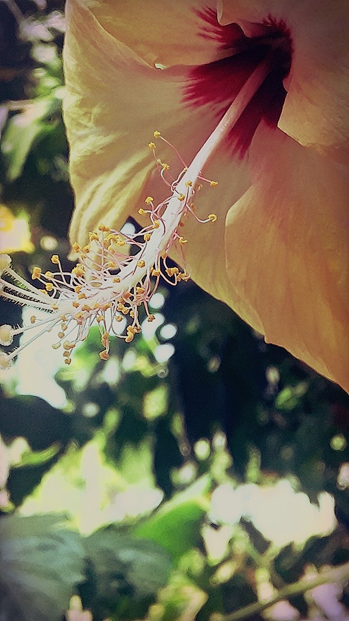They always bloom....