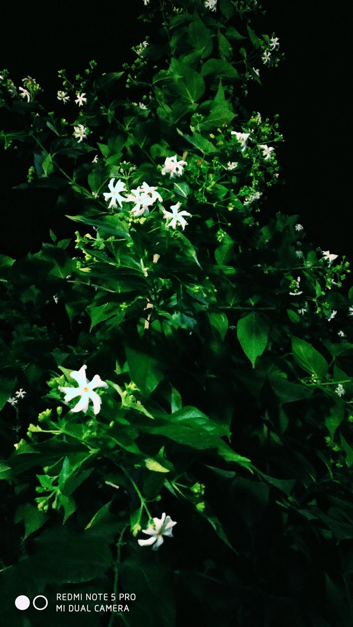 greenery
