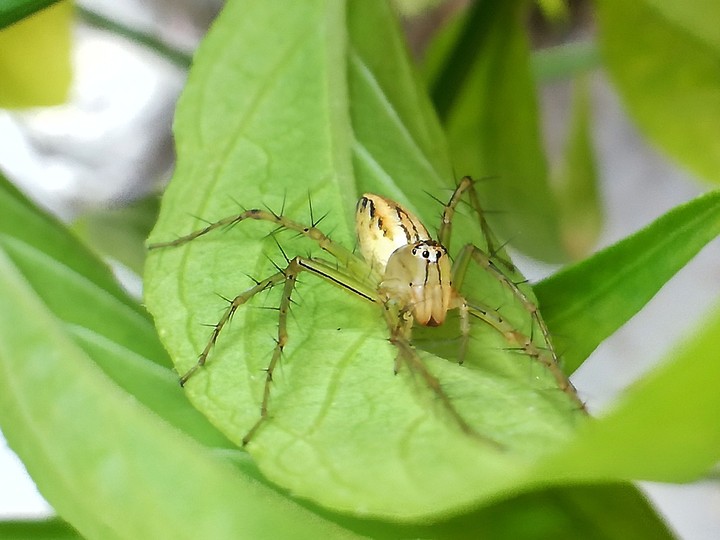 spider