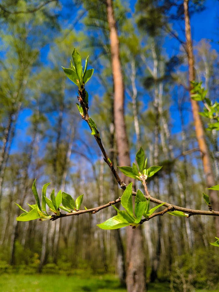 Branch ?