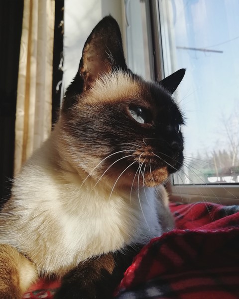 beautiful cat