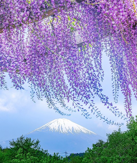 Fuji san ~°•❦•°•❦•°•❦•°~