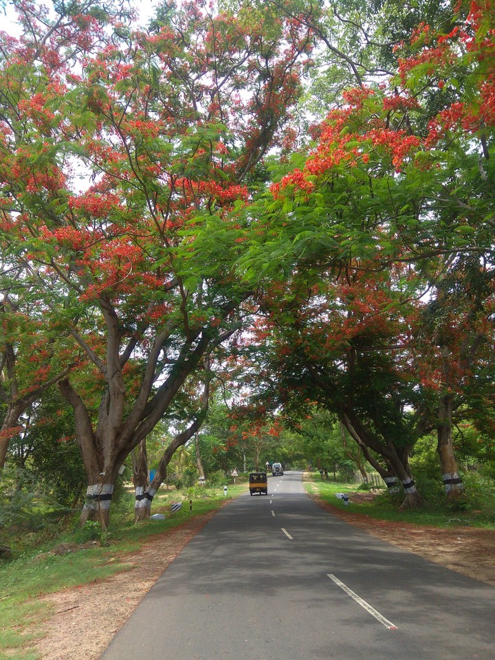 my village