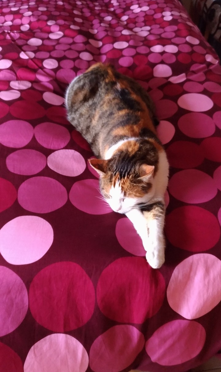 Gattina sorniona