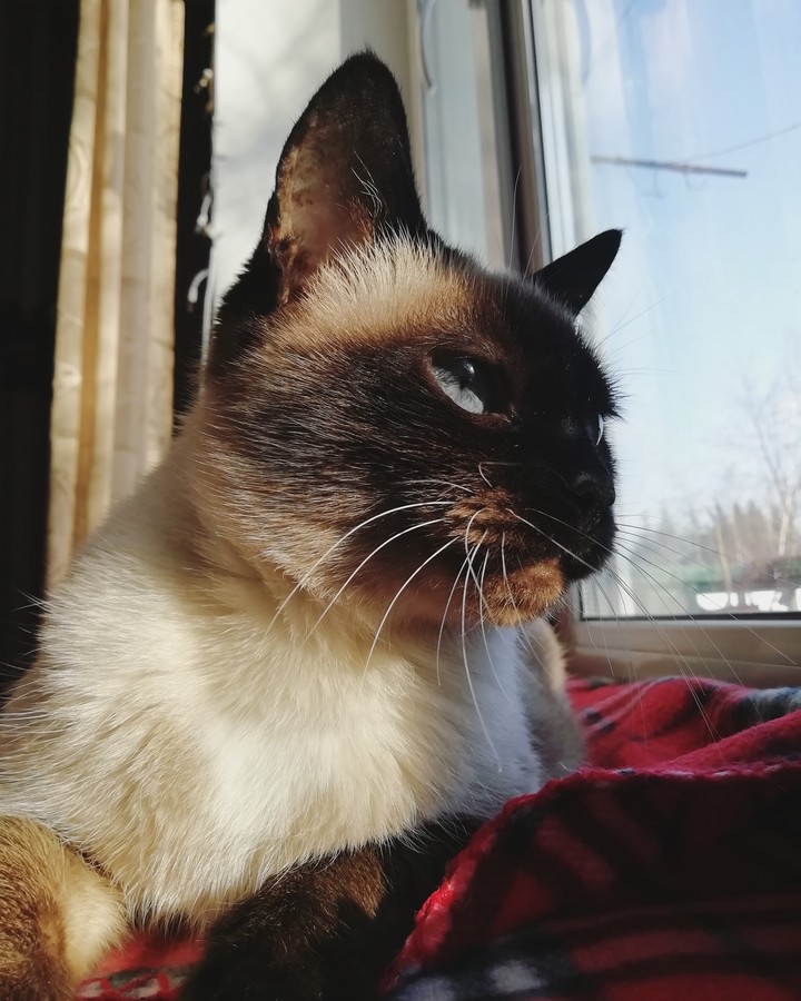 beautiful cat