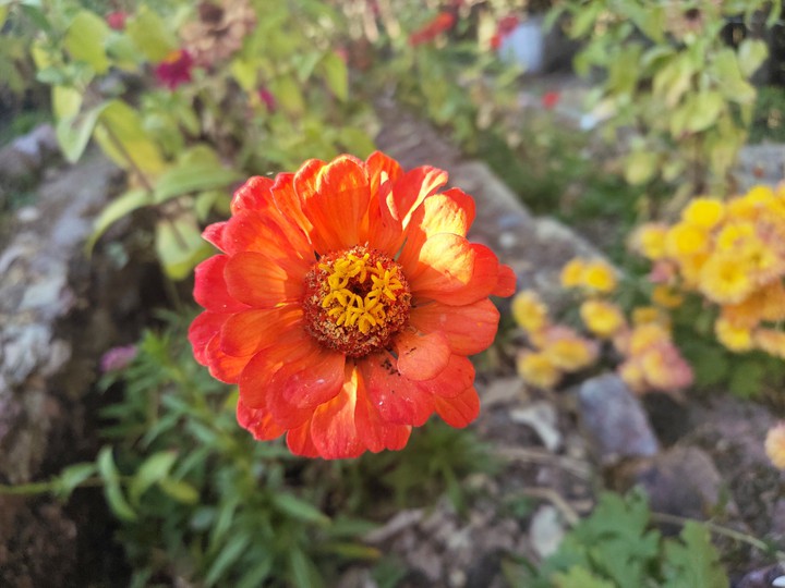 orange