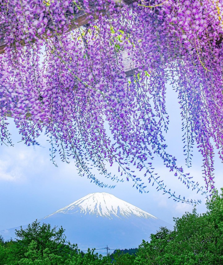 Fuji san ~°•❦•°•❦•°•❦•°~