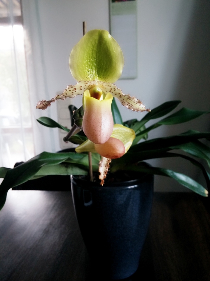 Paphiopedilum
