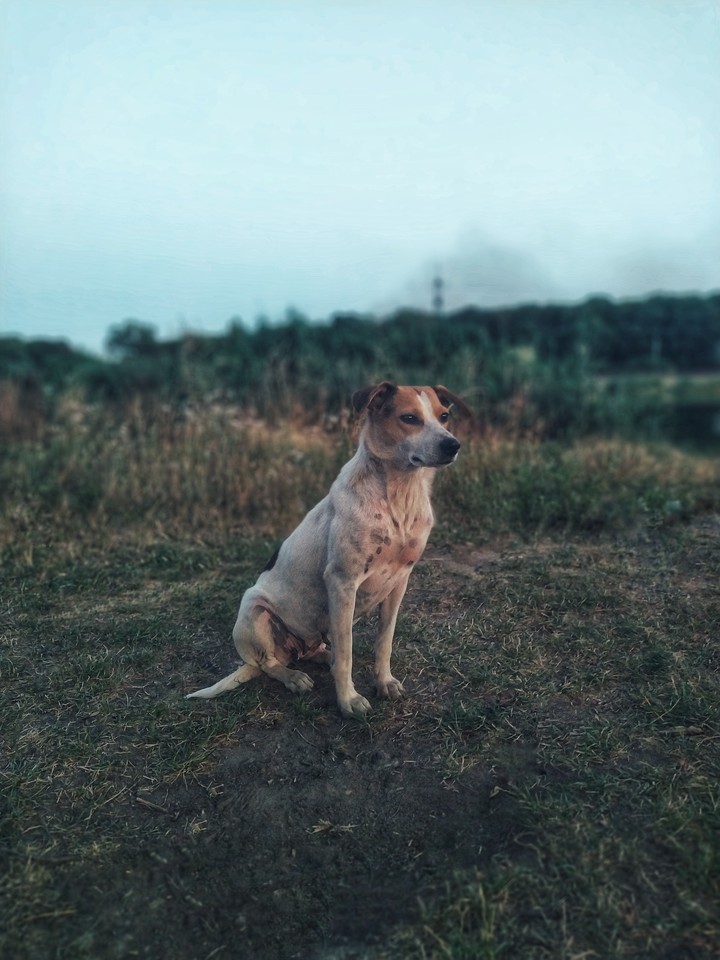 dog