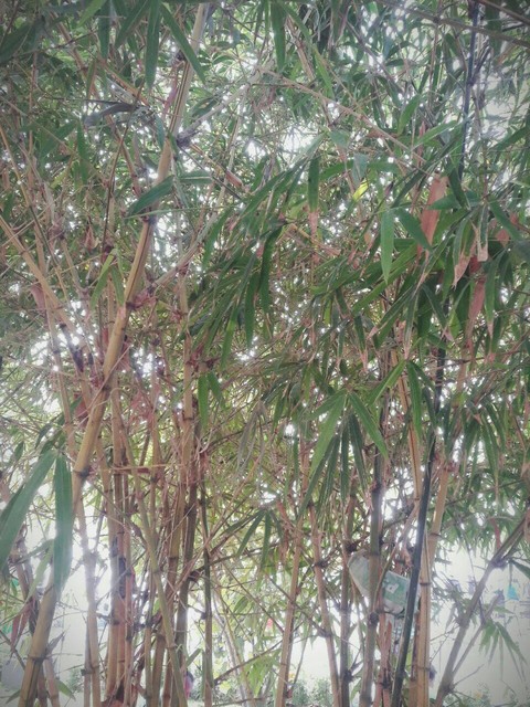 bamboo