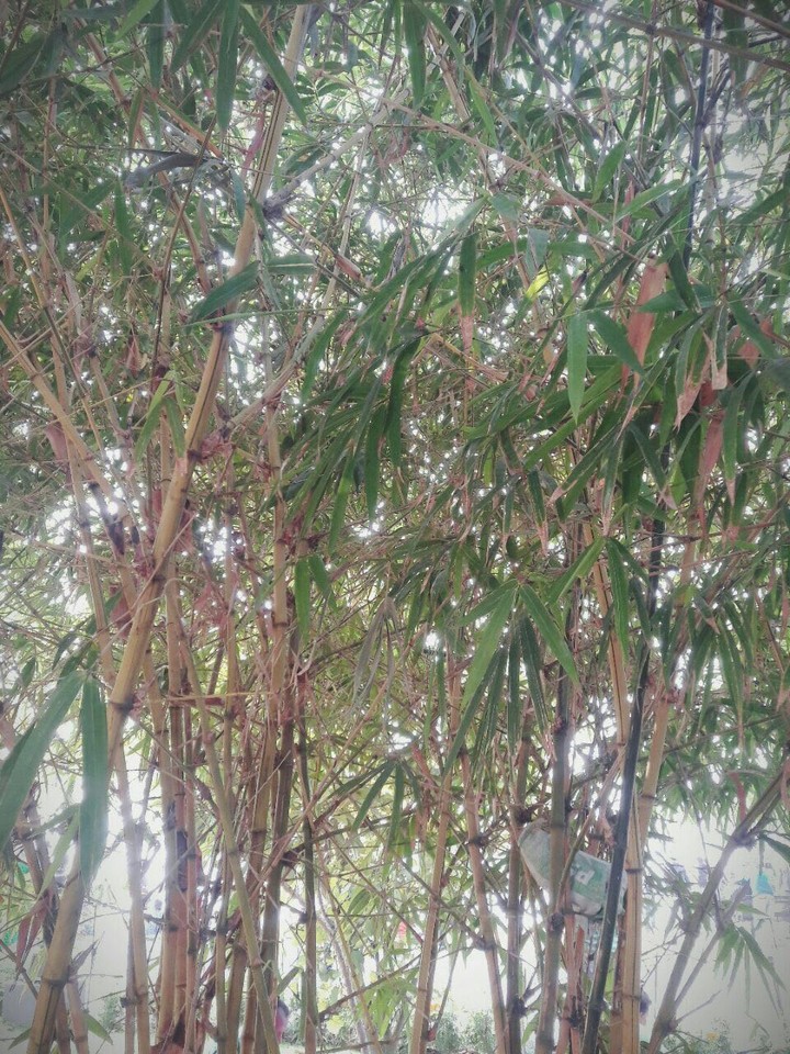 bamboo