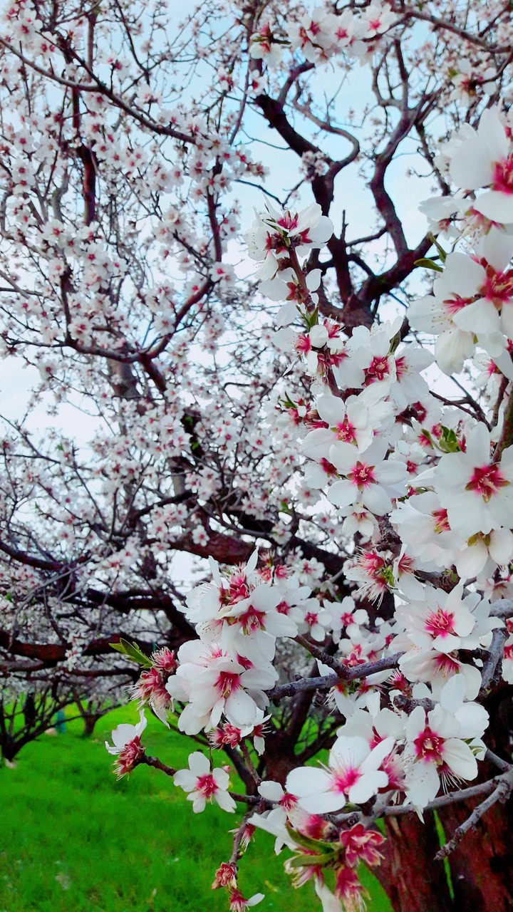 flawer