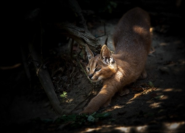 Caracal