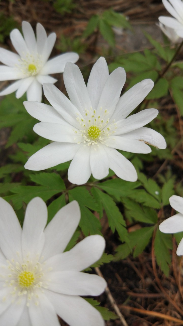 first spring flowers