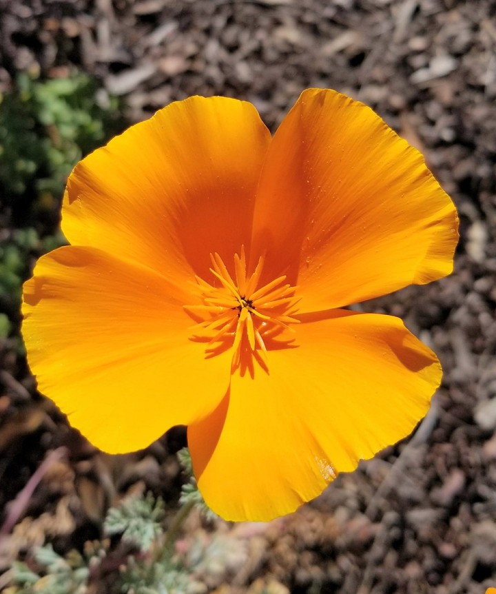 Orange Beauty