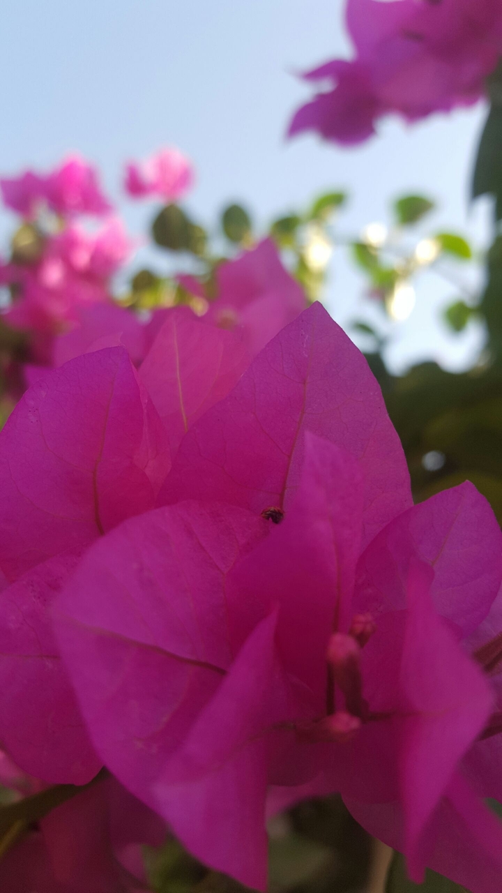 flower