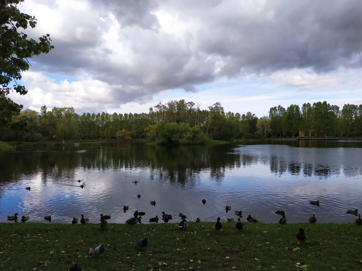 Ducks party near the shore in a beautiful place