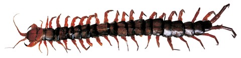 Animal