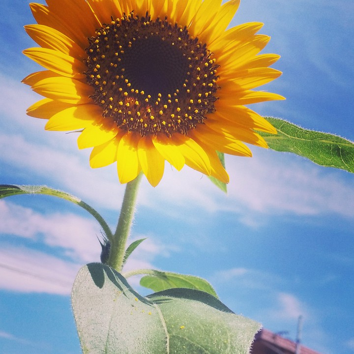 sunflower