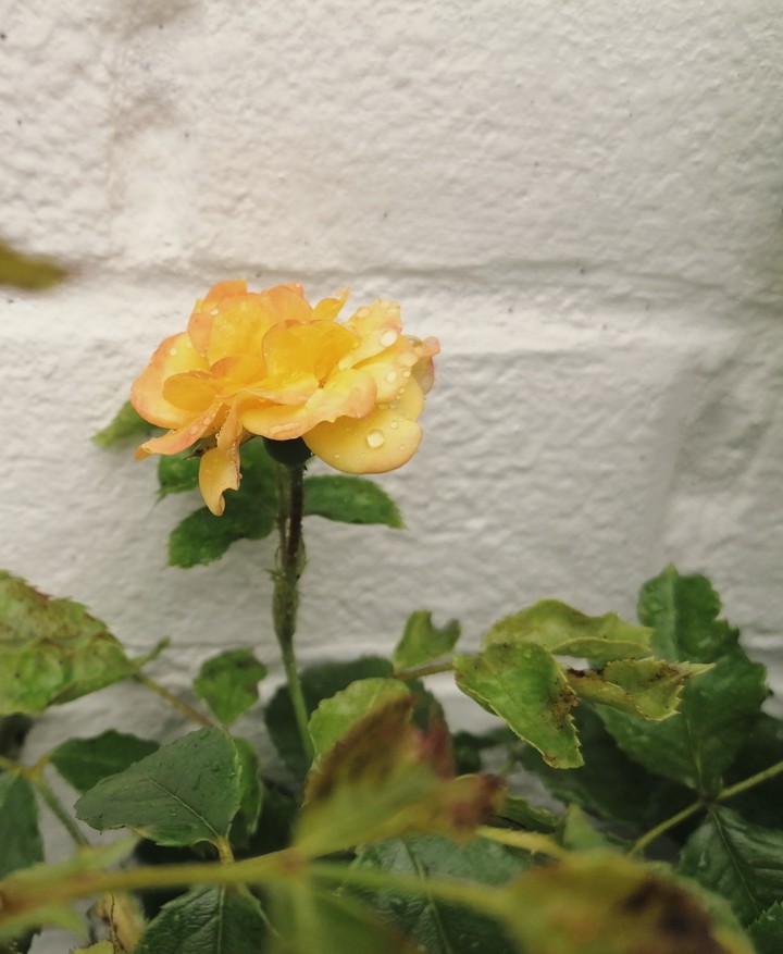 raindrops on roses