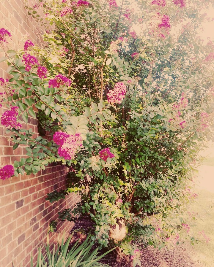 Rose Bush