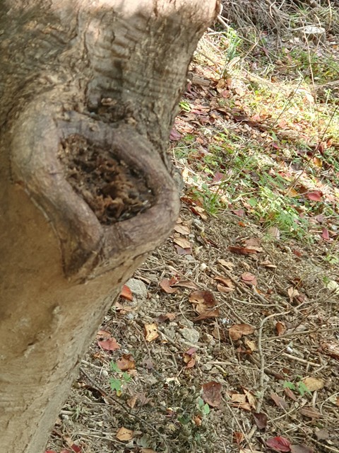 wood, trunk Hintergrundbilder