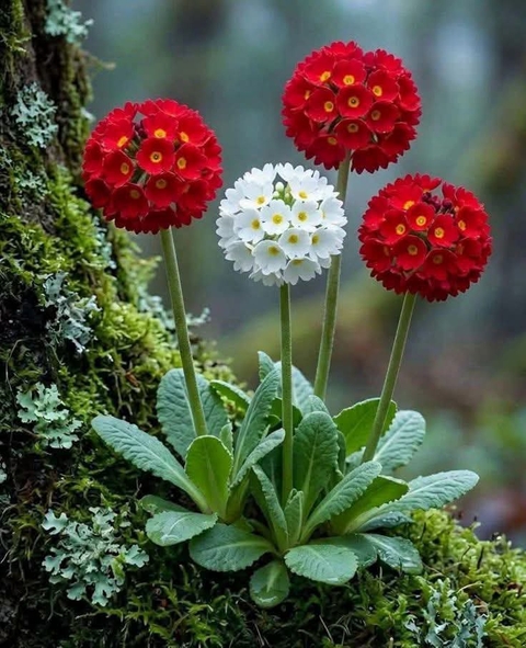 sfondi lantanas, floristry