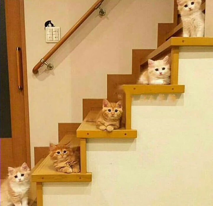 cats