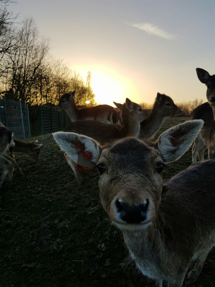 A deer in the evening