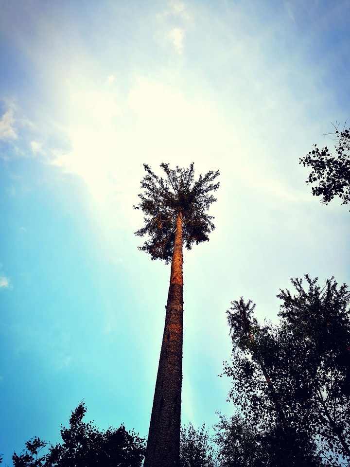 If you want to go high, you need strong roots..