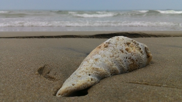 Alone conch