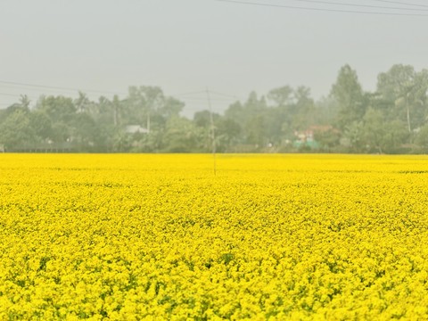 fonds d'écran Yellow, plain