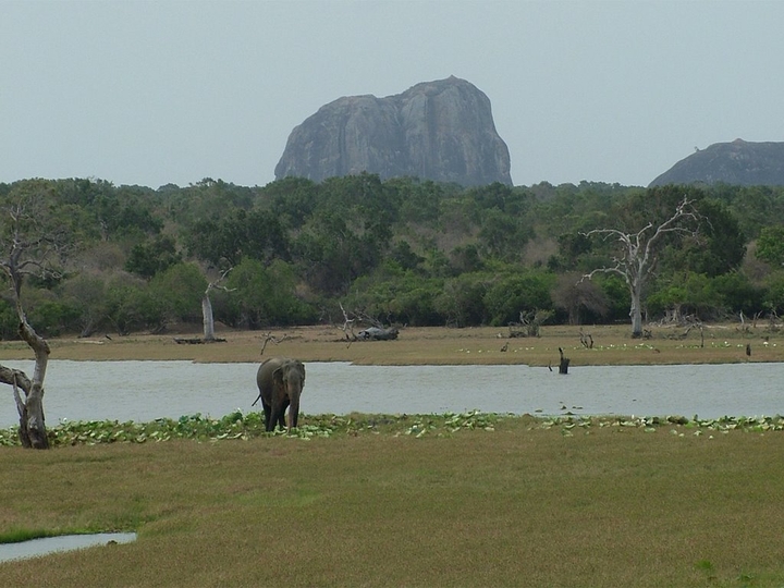 Elephant