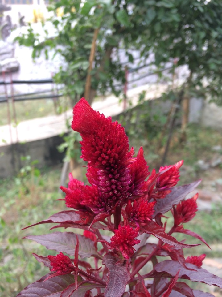 blossomofmygarden_2