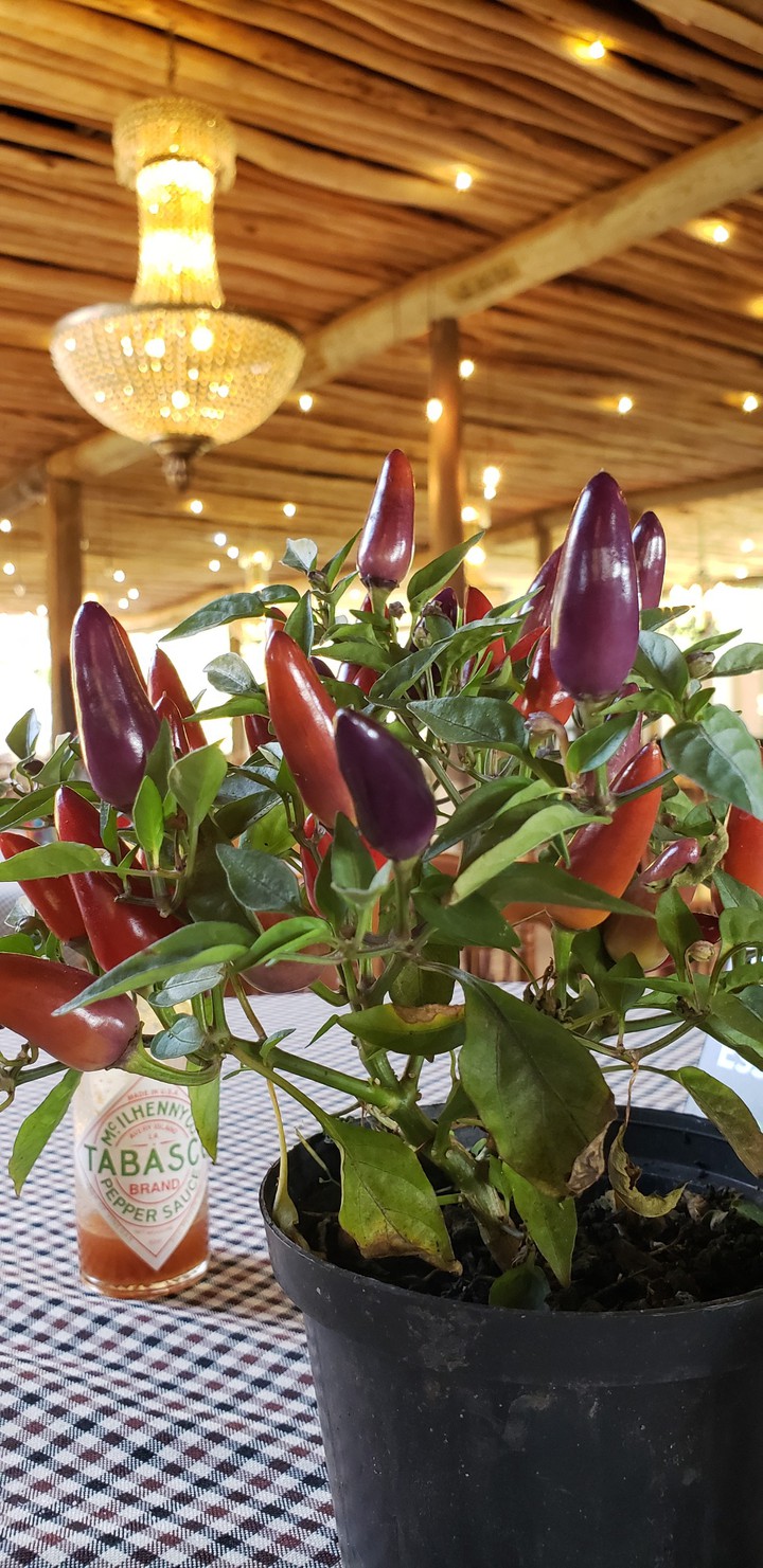 pimenta