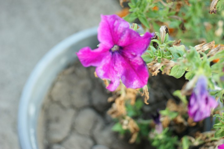 Dark purple flower