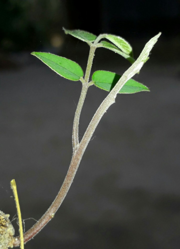 Small Tree
