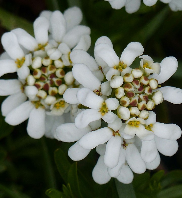 white flowers