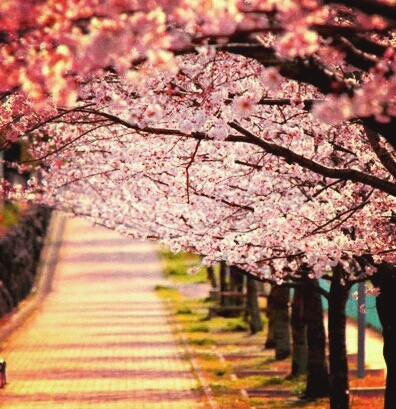trees