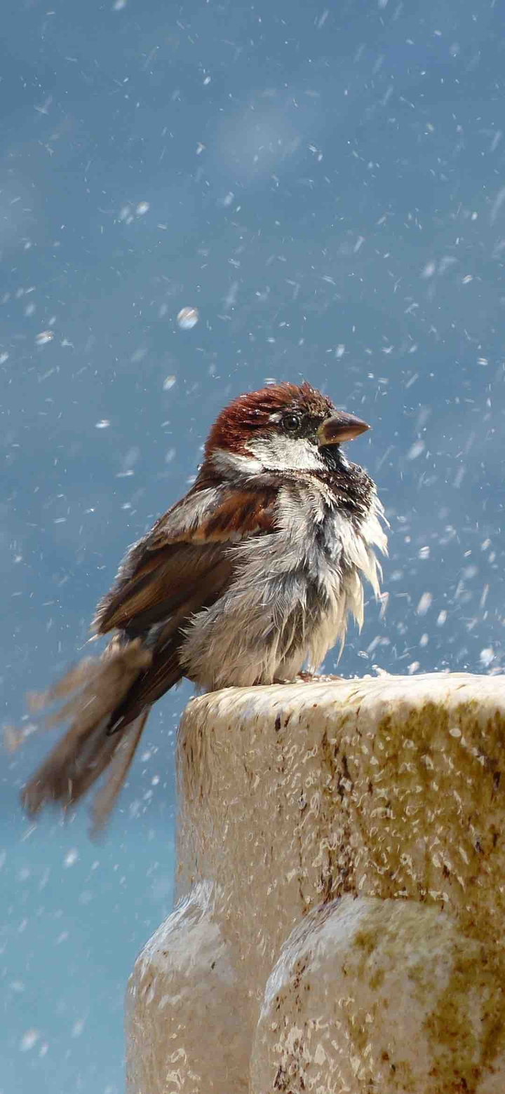 bird