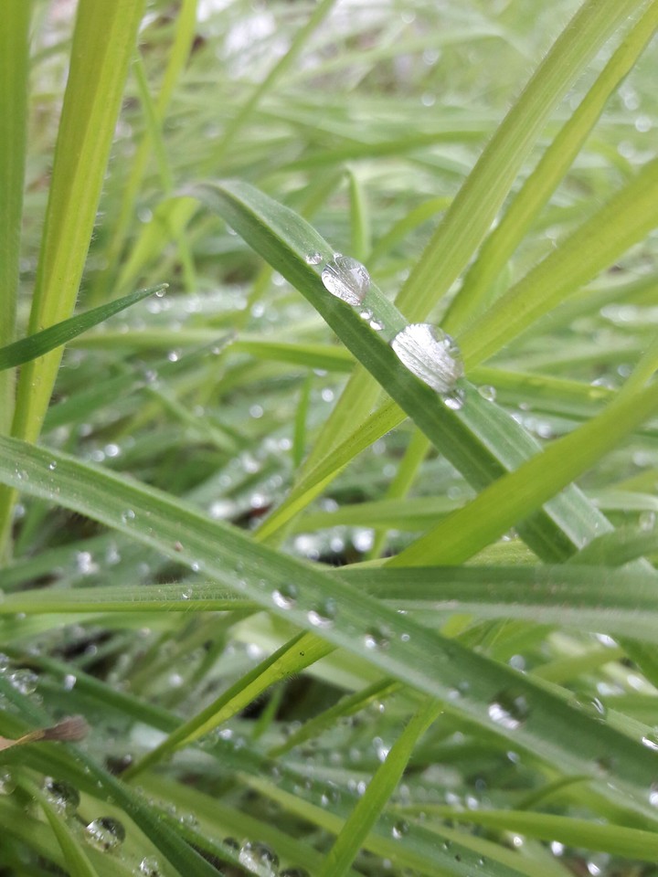 Waterdrops