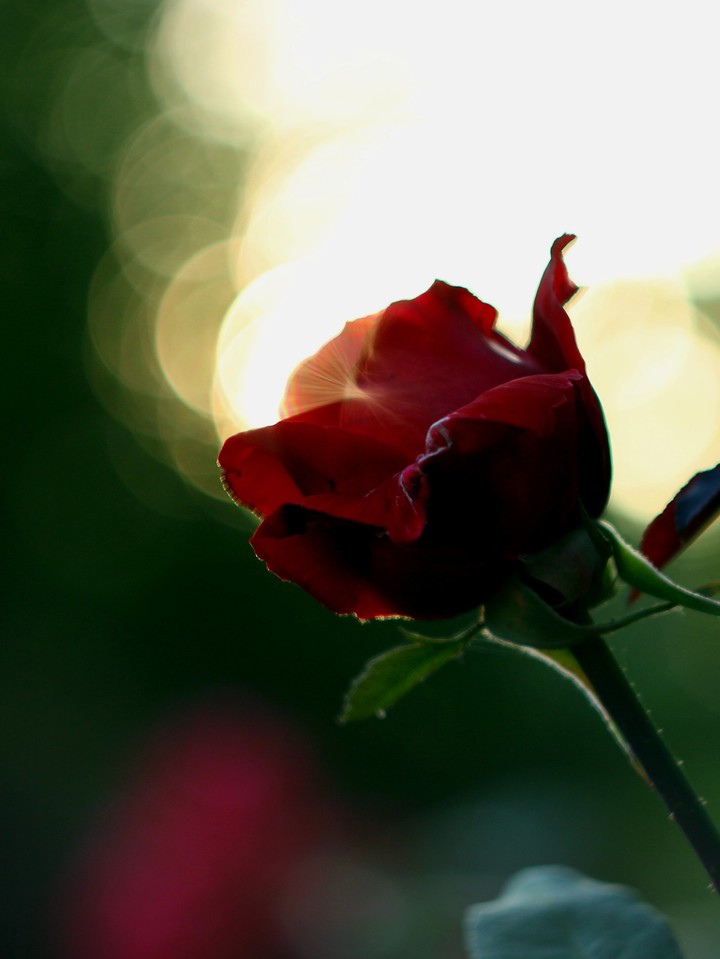 Rose flower