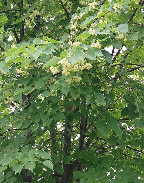sfondi cornales, viburnum